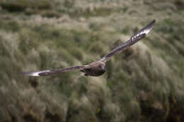 Image of Brown Skua