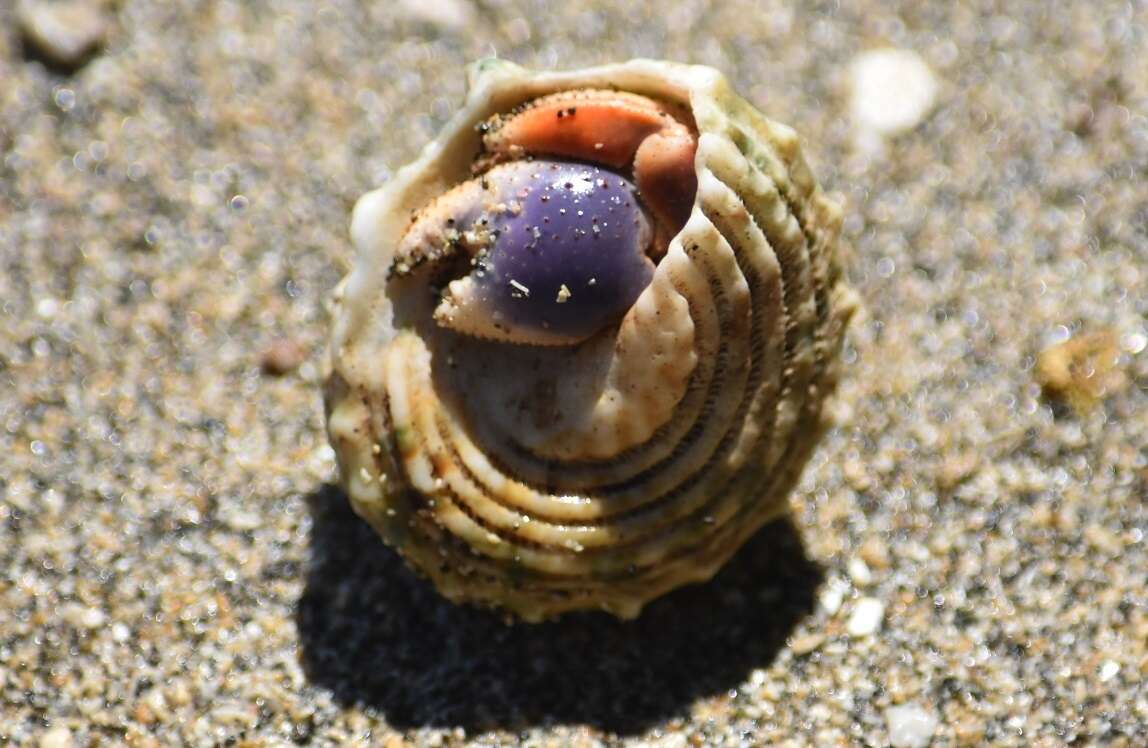 Image of Caribbean hermit crab