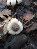 Image of Geastrum saccatum