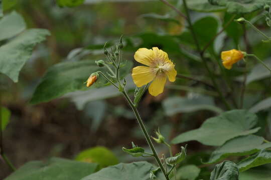 Image of Abutilon persicum (Burm. fil.) Merr.