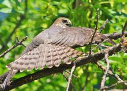 Image of Levant Sparrowhawk