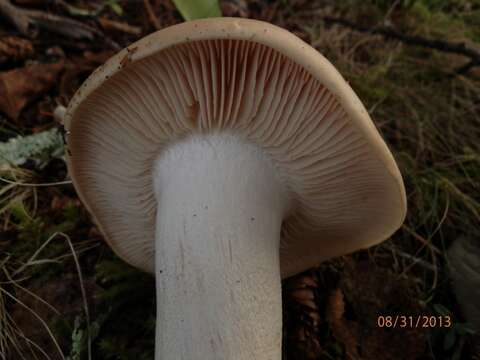 Image of Entoloma sinuatum (Bull.) P. Kumm. 1871