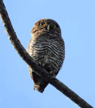 Image of Jungle Owlet