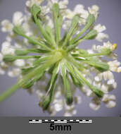 Imagem de Ammi majus L.