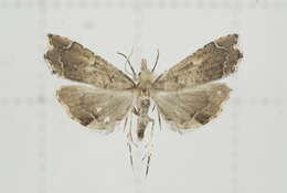 صورة Diplopseustis perieresalis Walker 1859