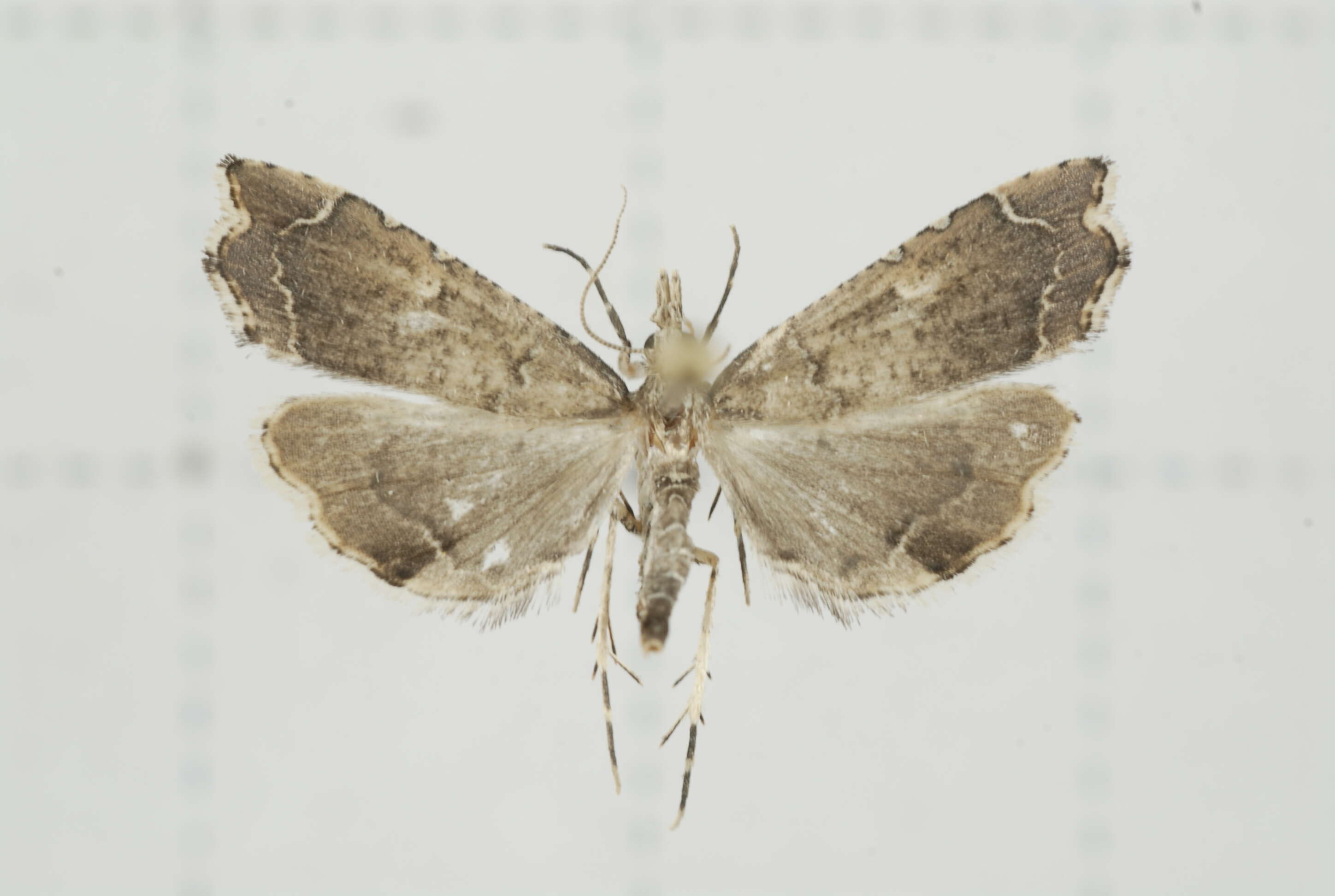 صورة Diplopseustis perieresalis Walker 1859