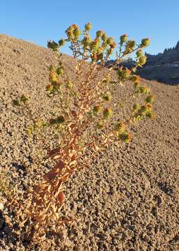 Image of Curly-cup gumweed