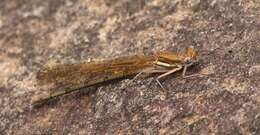 Image of Kubusi stream damsel