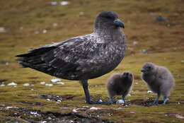 Image of Brown Skua