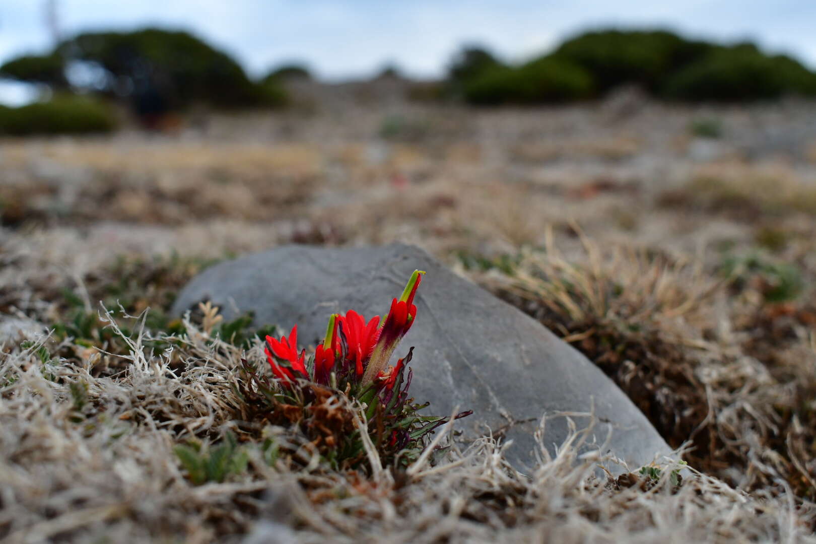 Image of Castilleja bella Standley