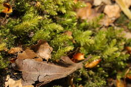 Image of horn calcareous moss