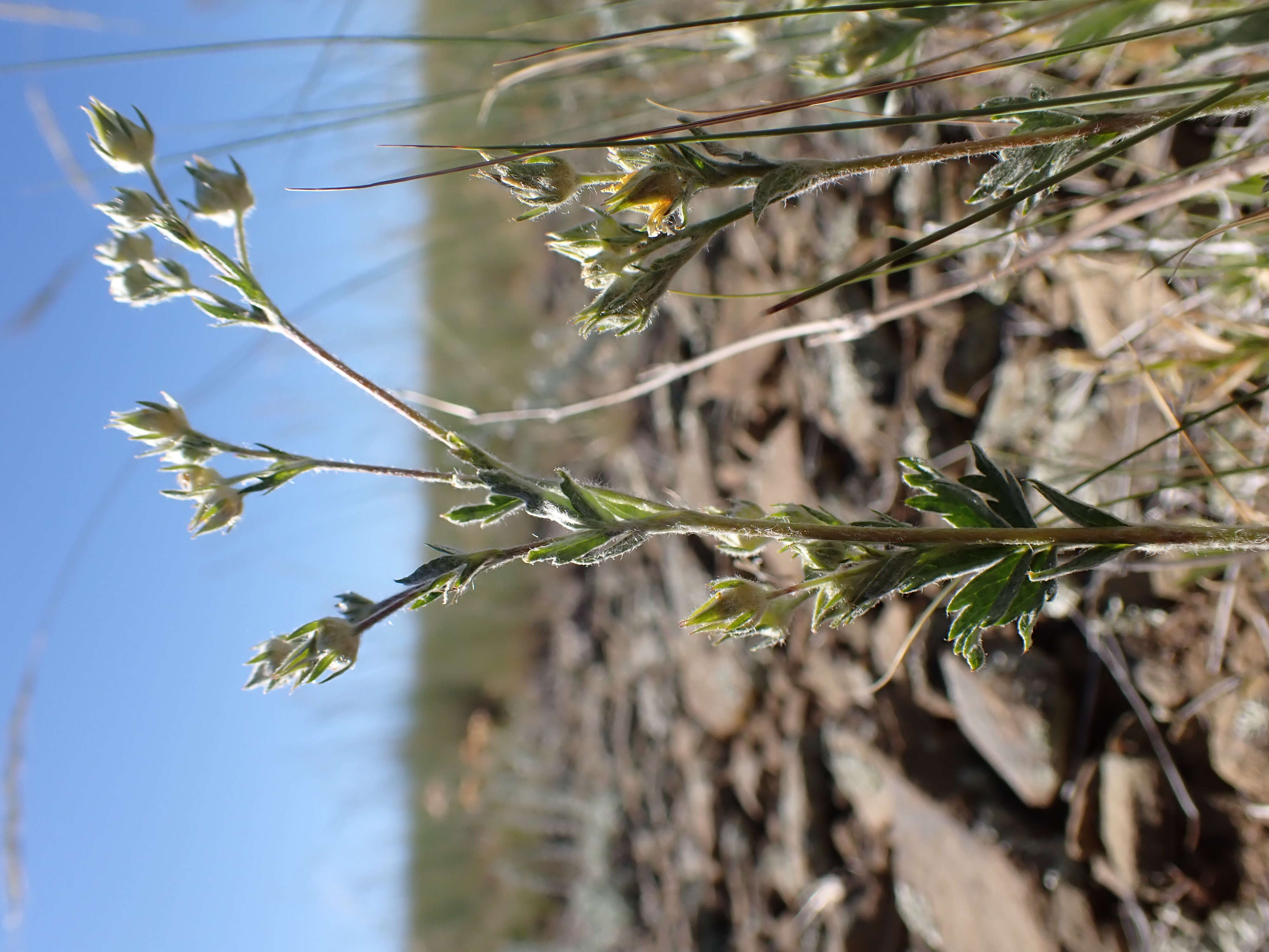 Image of woolly cinquefoil