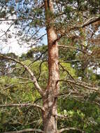 Image of Scotch Pine