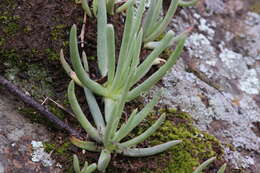 Image of Ladies' fingers