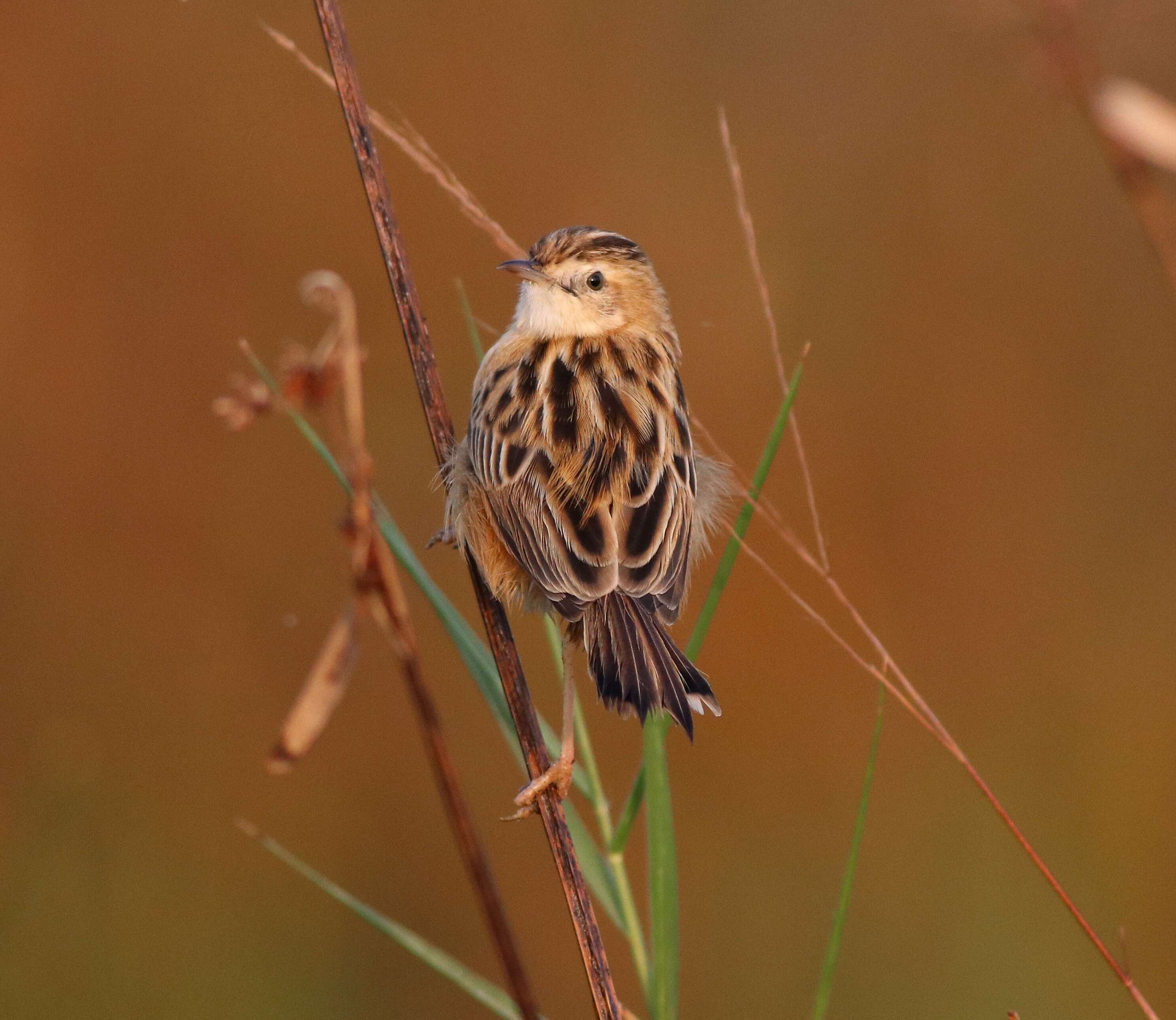 Image of Fan-tailed Cisticola