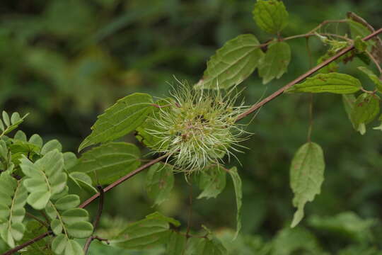 Image of Clematis javana DC.