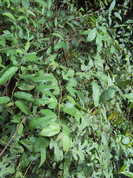 Image of Ficus heterophylla L. fil.