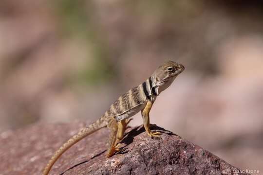 Image of Sonoran Collared Lizard