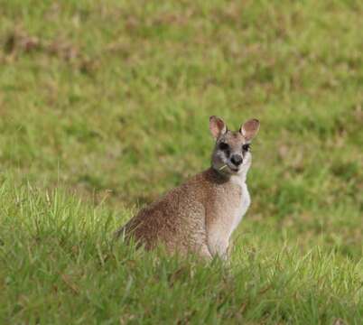 Image of Agile Wallaby