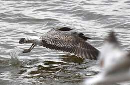 Image of Lesser Black-backed Gull