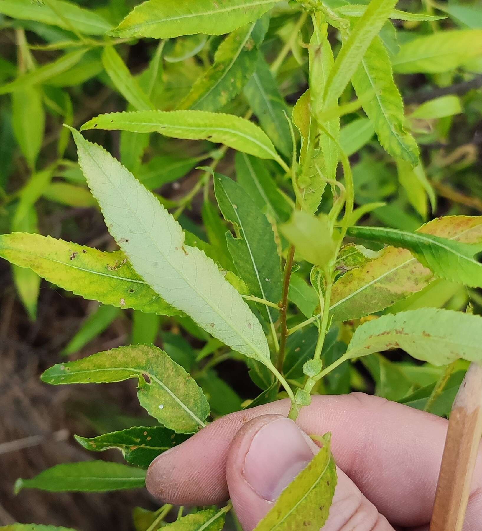 Image of Almond-leaved Willow