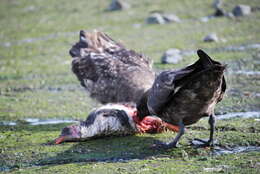 Image of Brown Skua