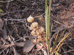 Image of Many flowered mat-rush