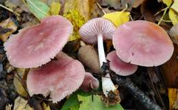 Image of Mycena rosea Gramberg 1912