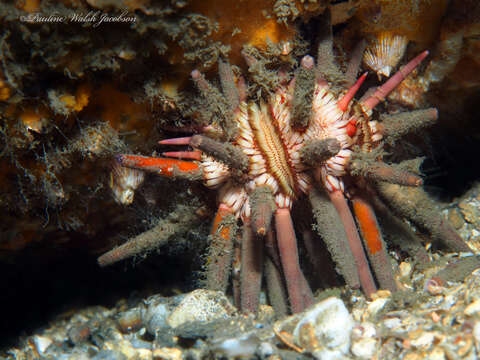 Image of slate pencil urchin