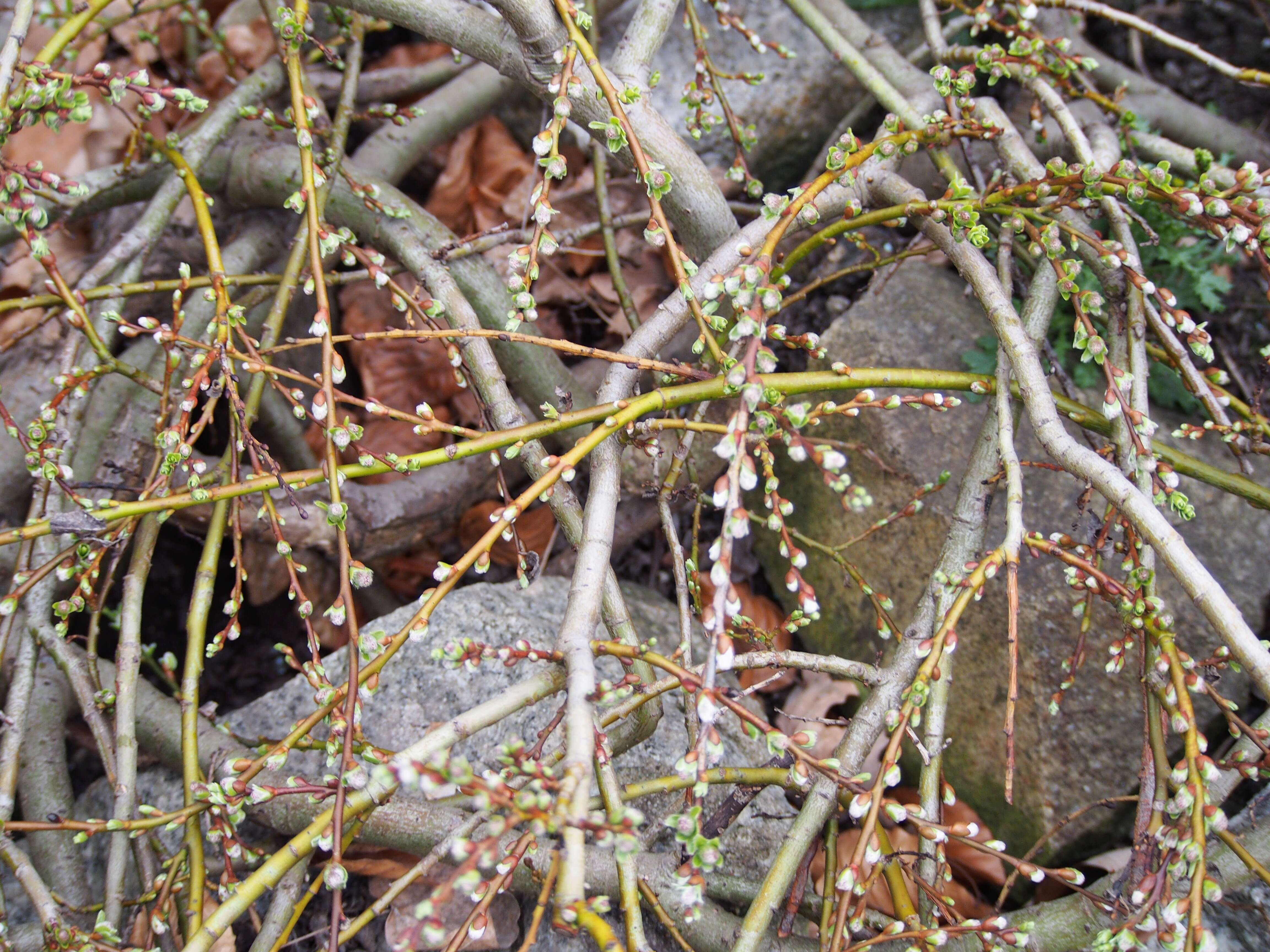 Image de Salix arbuscula L.