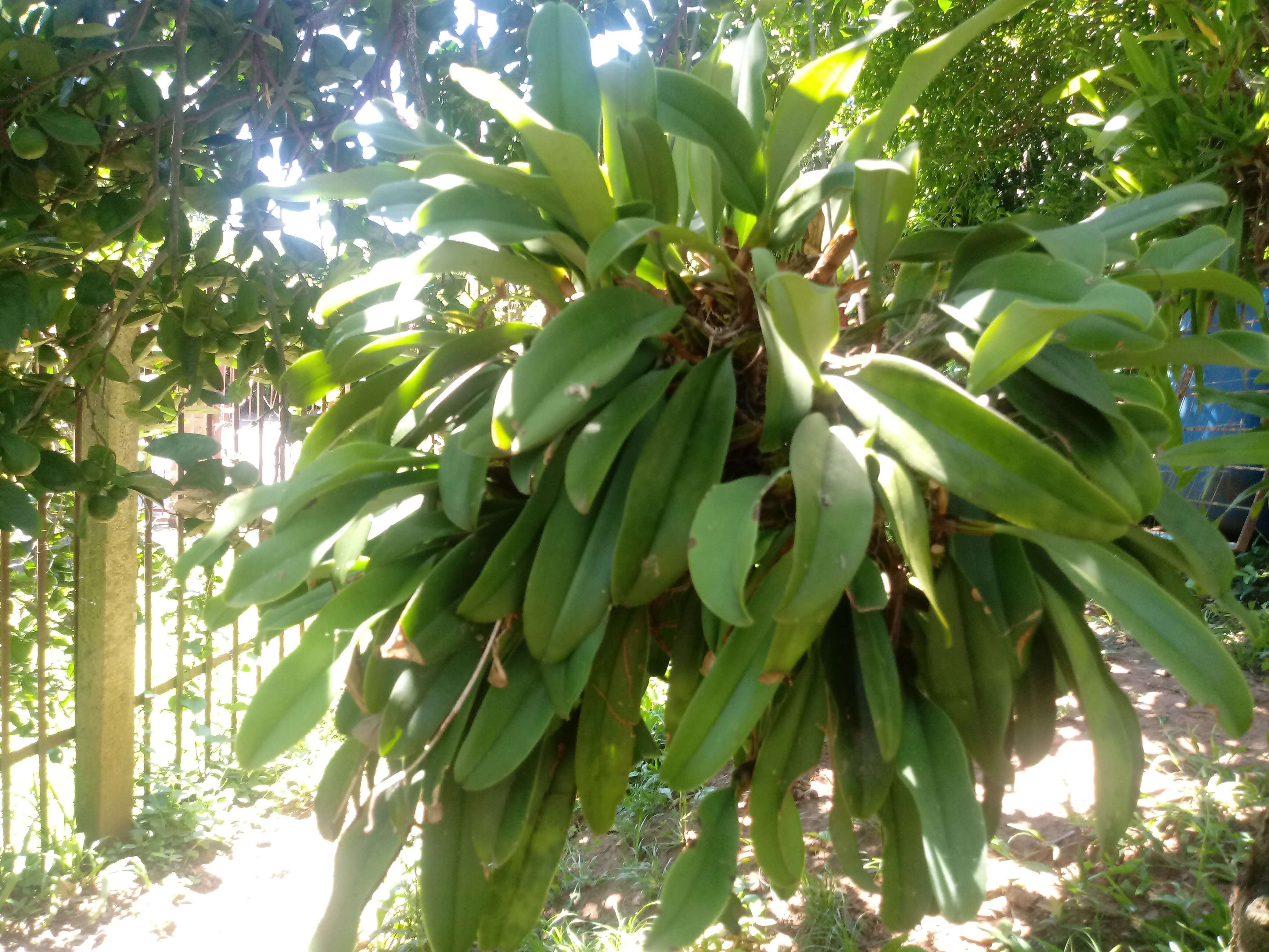 Imagem de Bulbophyllum rothschildianum (O'Brien) J. J. Sm.