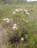 Imagem de Rhododendron tomentosum (Stokes) Harmaja