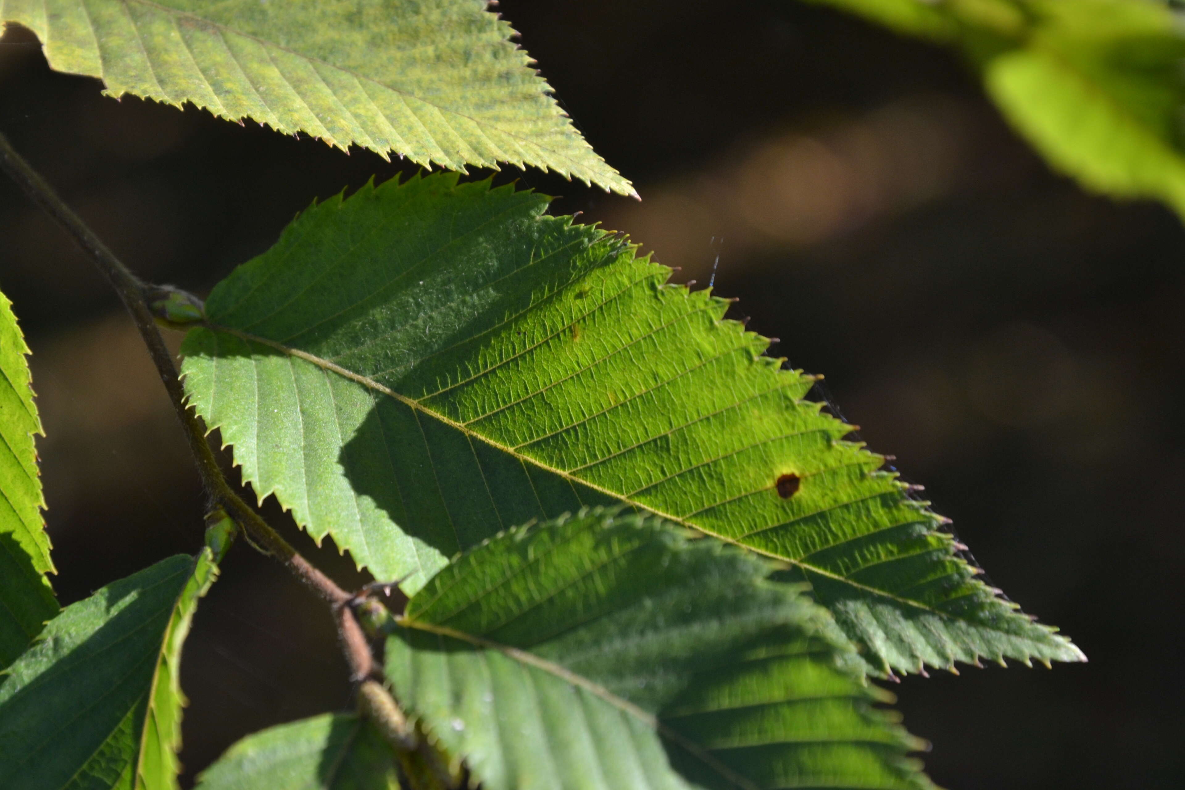 Image of European Hop-hornbeam