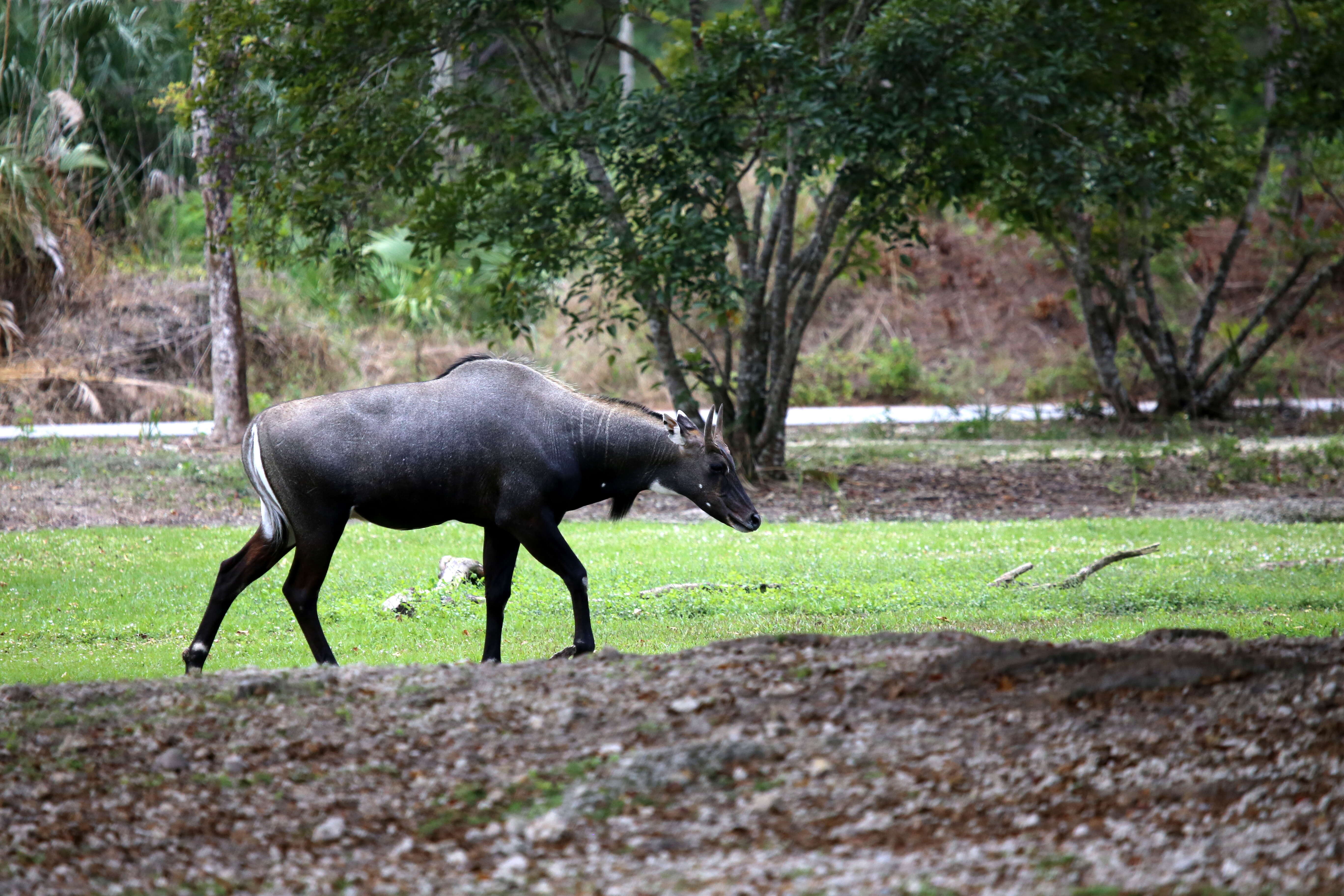 Boselaphus Blainville 1816 resmi