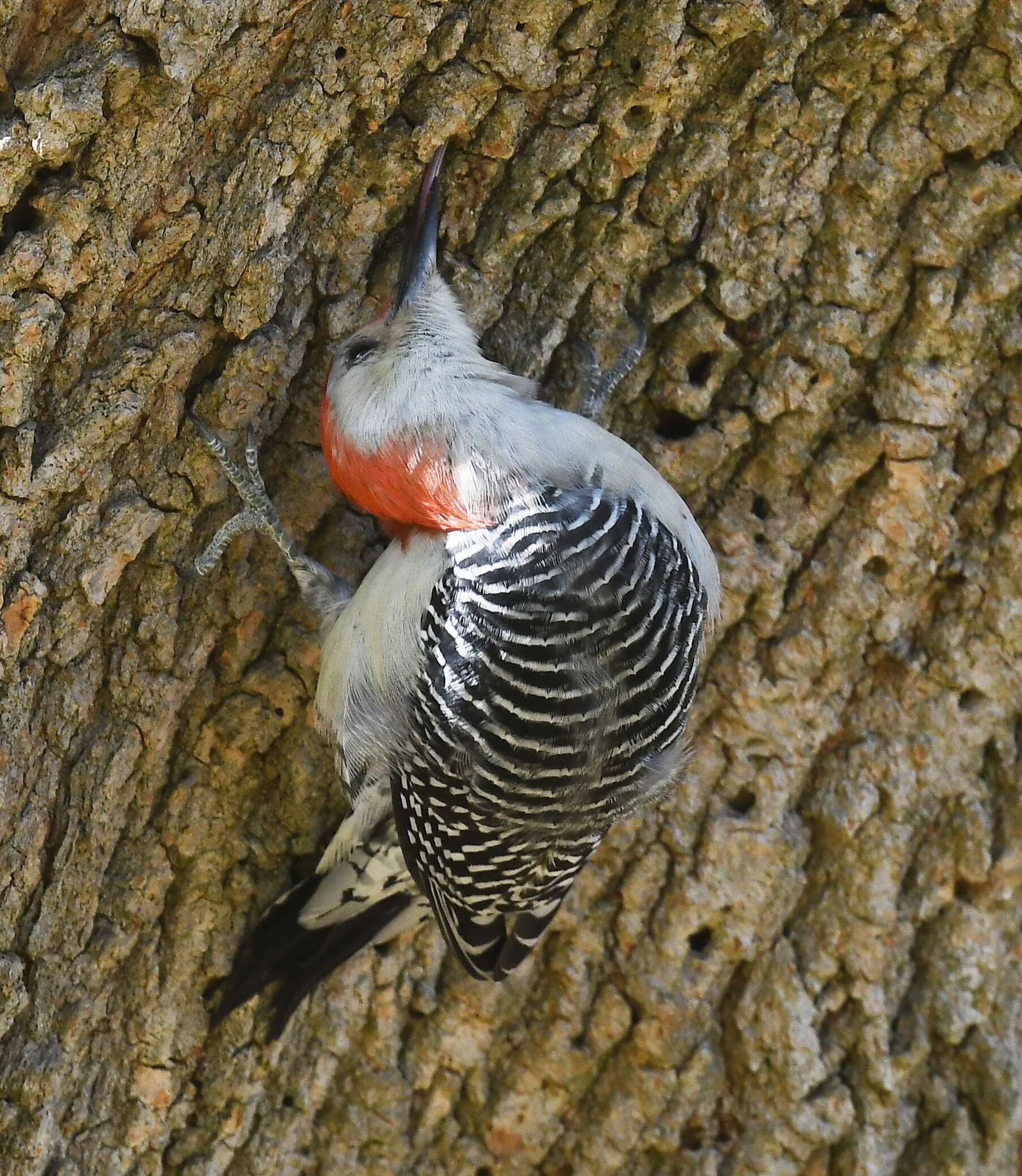 Image of Red-bellied Woodpecker