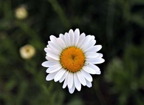 Image of Daisy