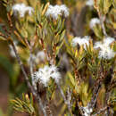 Слика од Leucopogon foliosus Hislop