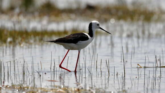 Image of Pied Stilt