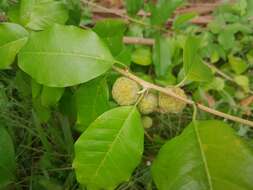 Image of Cudrania cochinchinensis (Lour.) Yakuro Kudo & Masamune