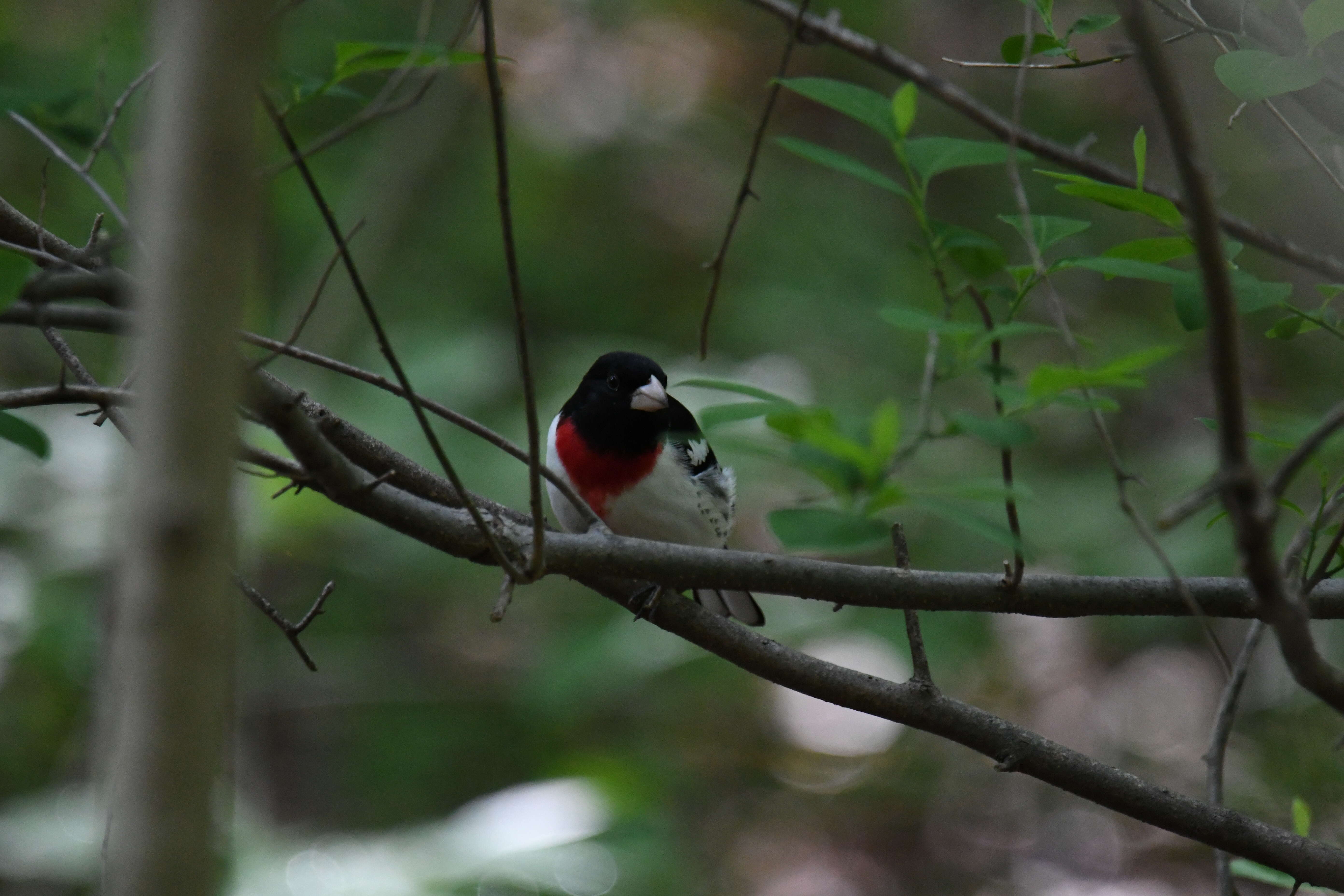 Image of Rose-breasted Grosbeak