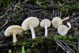 Image of Clitocybe fragrans (With.) P. Kumm. 1871