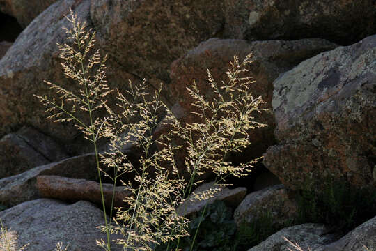 Imagem de Panicum