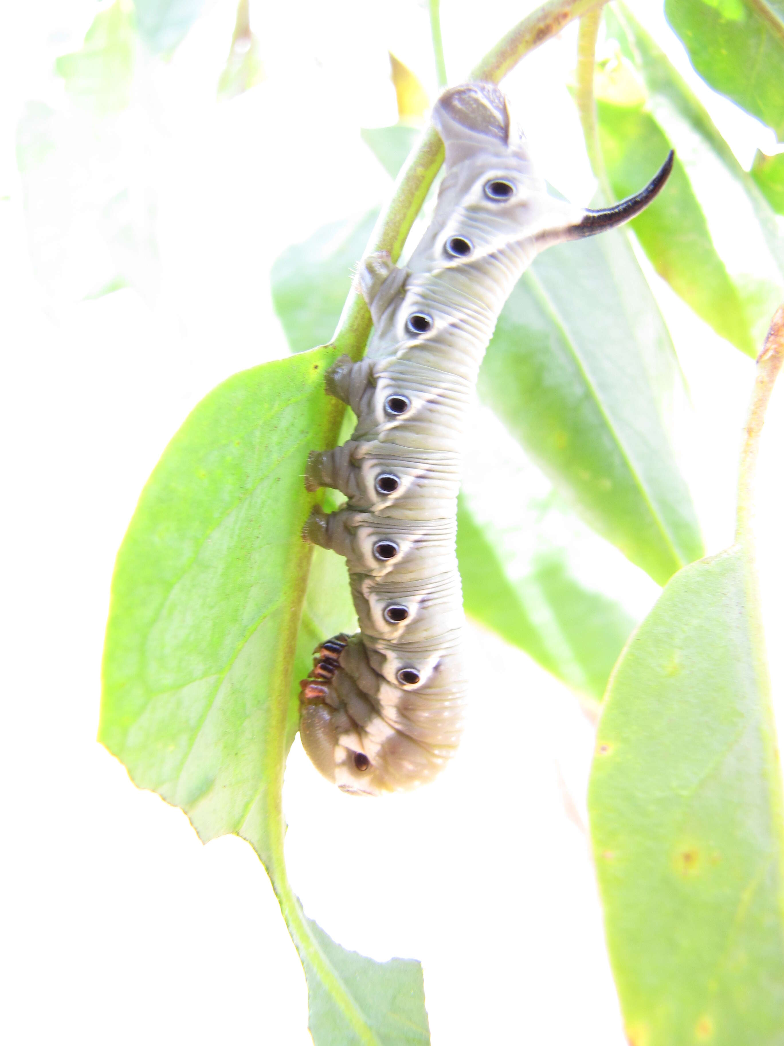 Image of tree tobacco