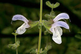 Image of Salvia africana L.