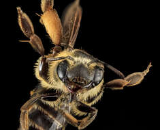 Image of Andrena fulvipennis Smith 1853