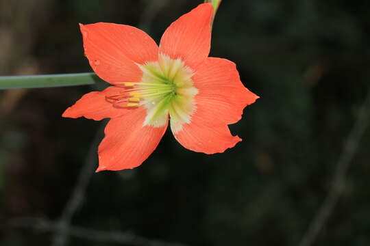 Image of Hippeastrum reginae (L.) Herb.