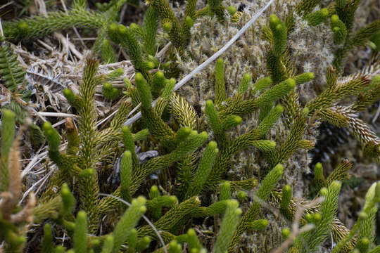 Image of Stag's-horn Clubmoss