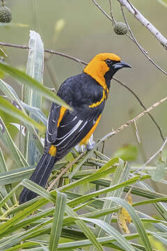 Image of Spot-breasted Oriole