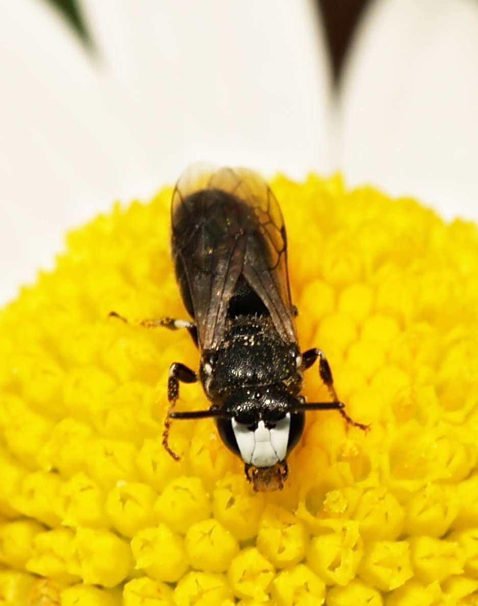 Image of Hylaeus nigritus (Fabricius 1798)