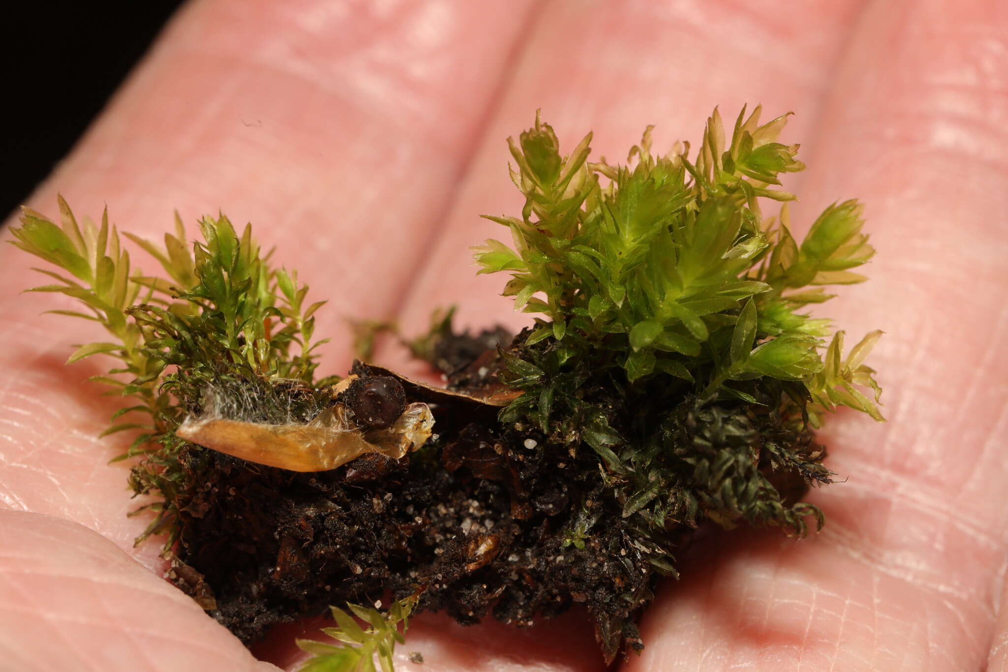 Image of horn calcareous moss